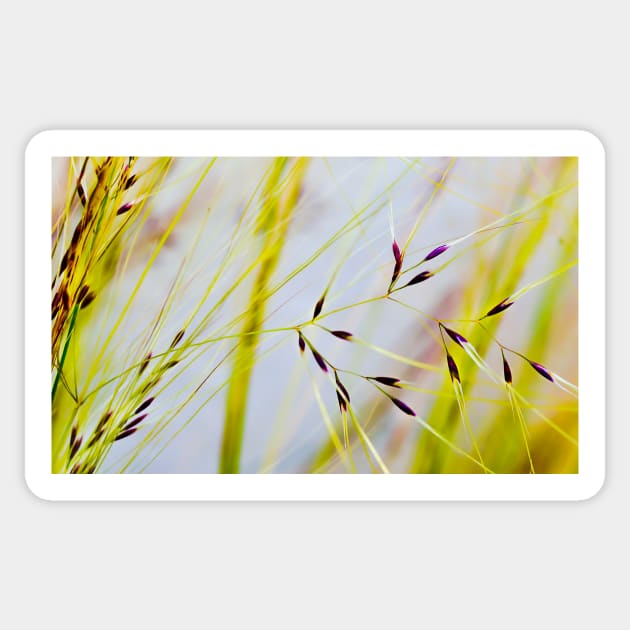 Feather Grass Sticker by mariola5